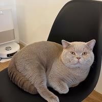 Disbonibile per monta - British shorthair maschio