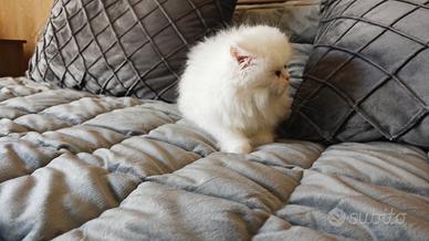 Gatto Persiano ipertipico