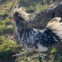 Gallo razza Padovana