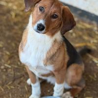 LINDA, cucciolotta tenerissima vi aspetta