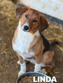 LINDA, cucciolotta tenerissima vi aspetta