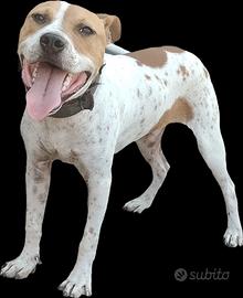 Pit Bull