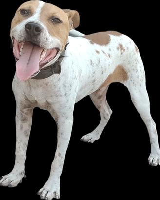 Pit Bull