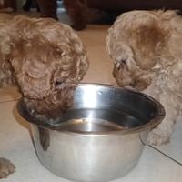 DISPONIBILI ultimo Barboncino toy e mini toy red