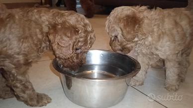 DISPONIBILI ultimo Barboncino toy e mini toy red