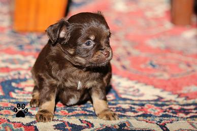 Maschietto di chihuahua