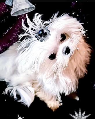 Maltese puro coreano linea big eyes ,maschio