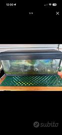 Acquario pesci gigante