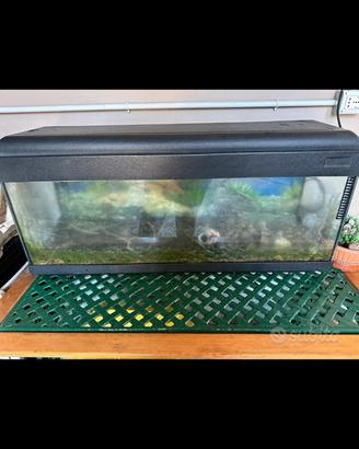 Acquario pesci gigante