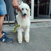 Cucciola femmina barbone gigante