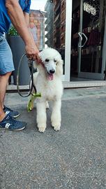 Cucciola femmina barbone gigante