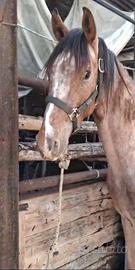 Cavallo