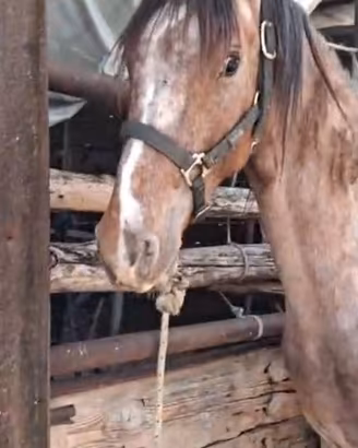 Cavallo