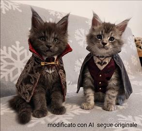 Cuccioli di maine coon con pedigree