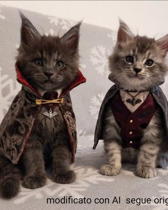 Cuccioli di maine coon con pedigree