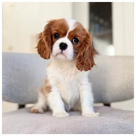 Cuccioli Cavalier King disponibili