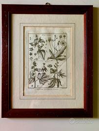 Antiche Incisioni Botaniche Originali del 1793