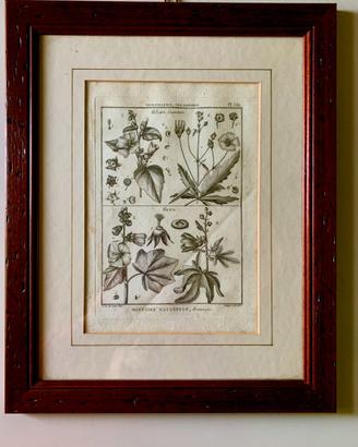Antiche Incisioni Botaniche Originali del 1793
