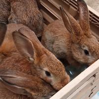 Conigli A Rapido Accrescimento