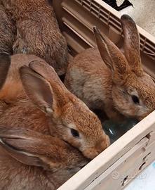 Conigli A Rapido Accrescimento