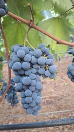 Uva da vino