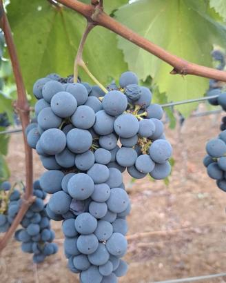 Uva da vino