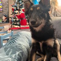 Cucciola in adozione