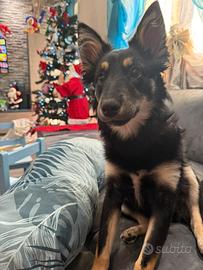 Cucciola in adozione