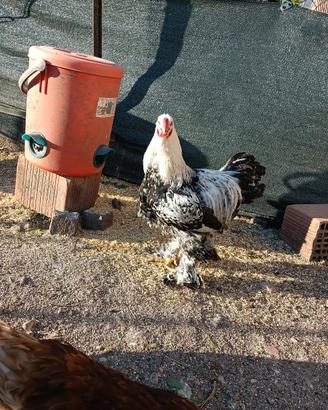 Gallo Brahma