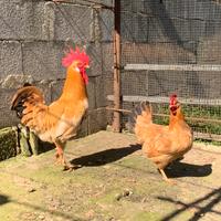 Bionda piemontese pulcinotti