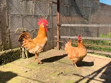 Bionda piemontese pulcinotti