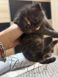 4 cuccioli Persiani/ Exotic shortair