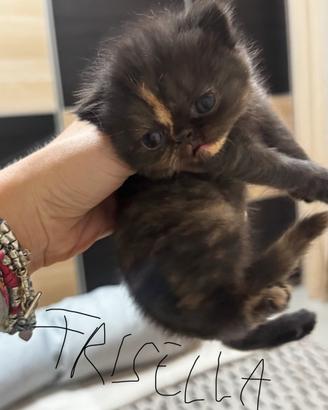 4 cuccioli Persiani/ Exotic shortair