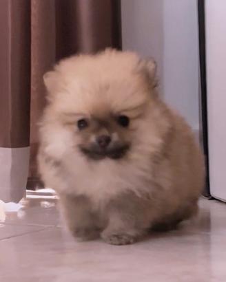 Volpino spitz