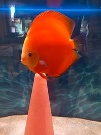 Pesci Discus