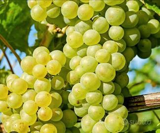 Uva atta a Doc Collio