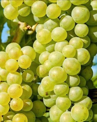 Uva atta a Doc Collio