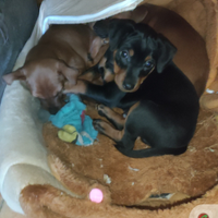 Disponibile una femminuccia di pincher