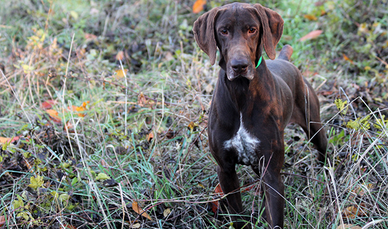 Kurzhaar pronta caccia