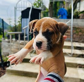 Pitbull
