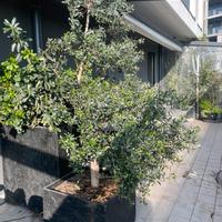 Albero di ulivo  ornentale in vaso