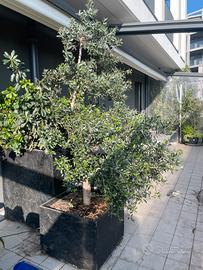 Albero di ulivo  ornentale in vaso