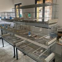 Gabbie e voliere canarini