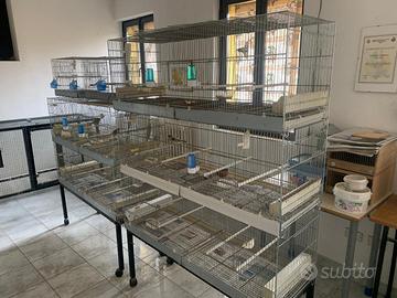 Gabbie e voliere canarini