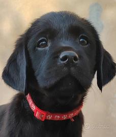 Labrador cucciole nere con pedigree ENCI