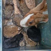 Coniglietti nostrani