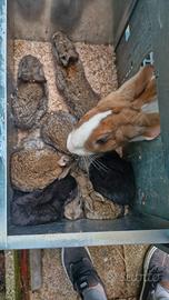 Coniglietti nostrani