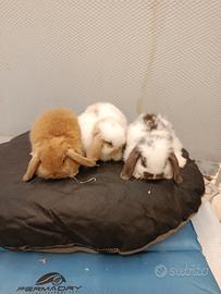 Conigli nani ariete mini lop