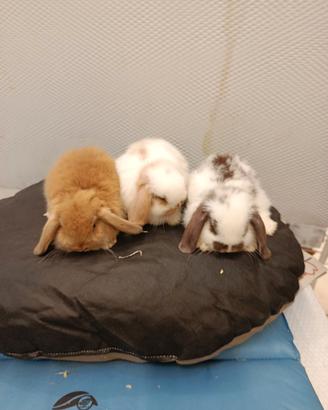 Conigli nani ariete mini lop