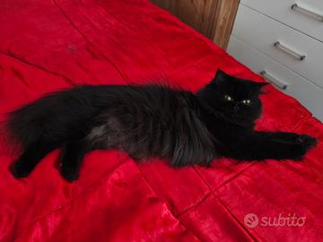 gatto persiano per accoppiamento 